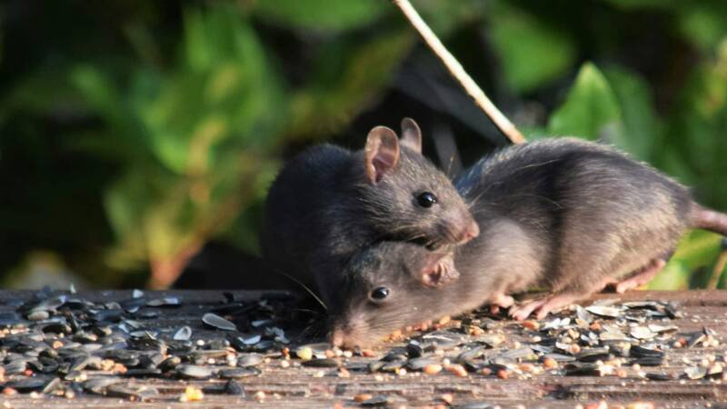 Quais Os Sinais De Uma Infestação De Ratos